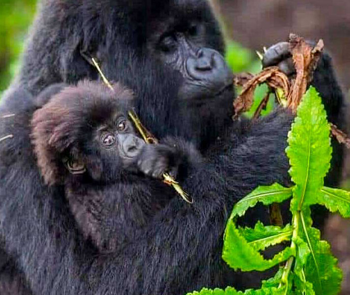 Rwanda Gorilla Trekking Safaris