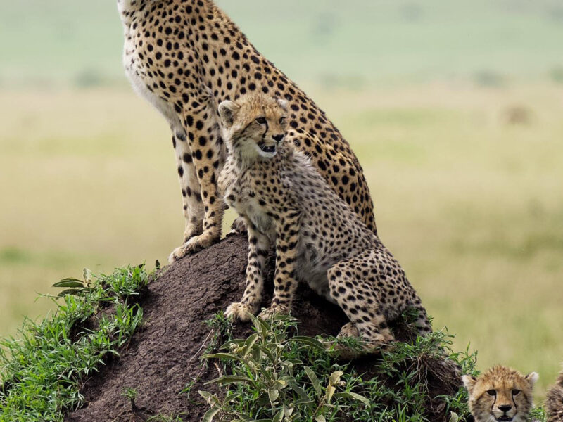 Africa Wildlife & Primates Safari