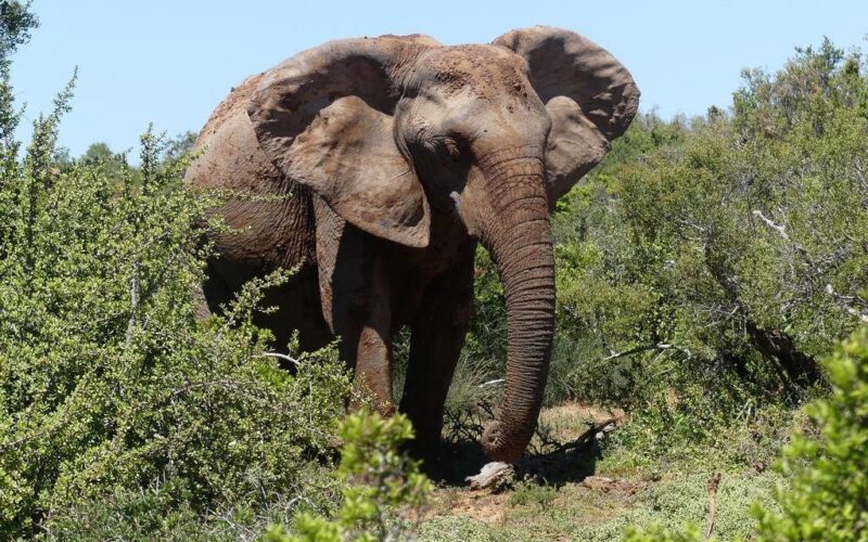 South Africa Big5 Wildlife Safari