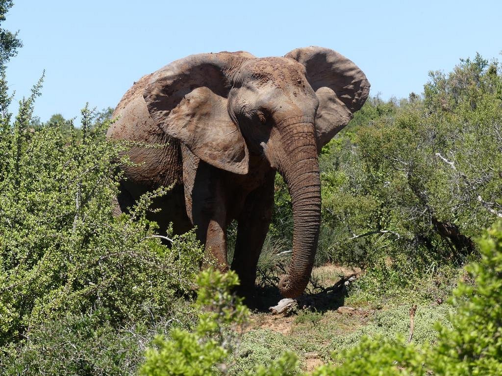 South Africa Big5 Wildlife Safari