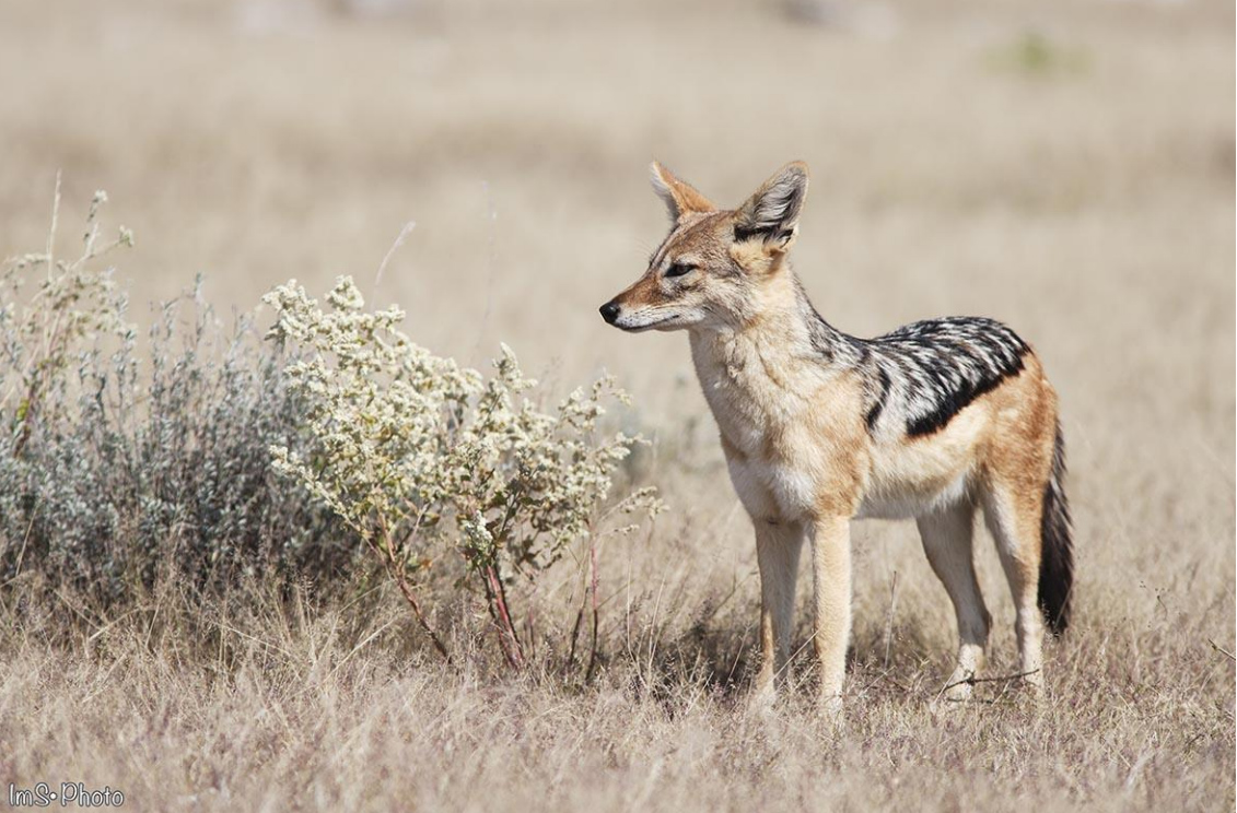 Africa Big5 Safari Experience