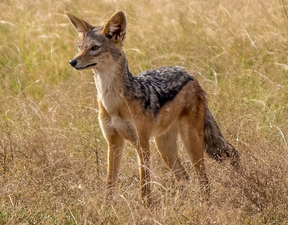 African Jackal