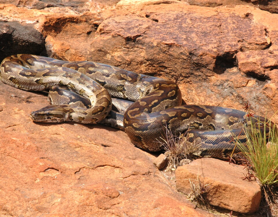 African Rock Python