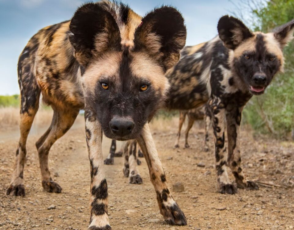 African Wild Dog