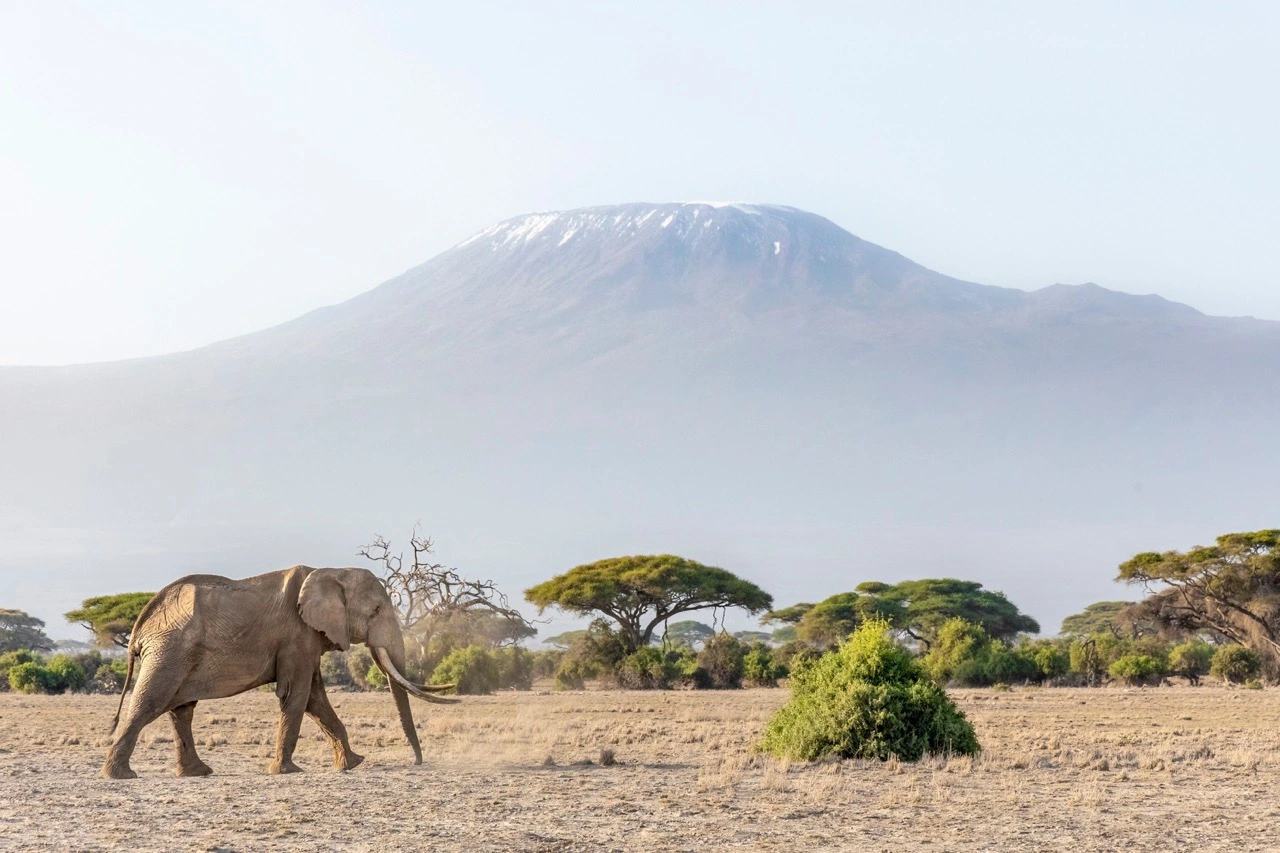 Kenya Wildlife Safari Experience