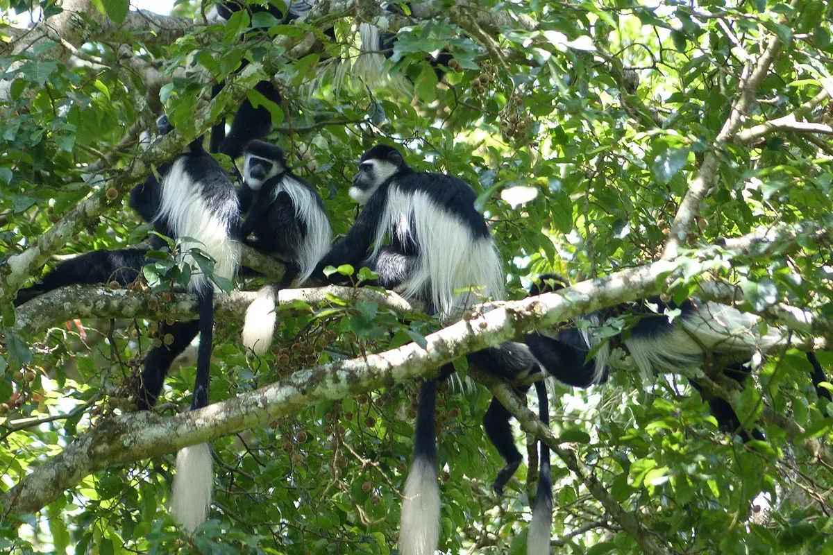 Africa Primate Safari Experience