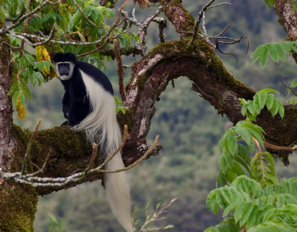 Black and White Colobus Monkey