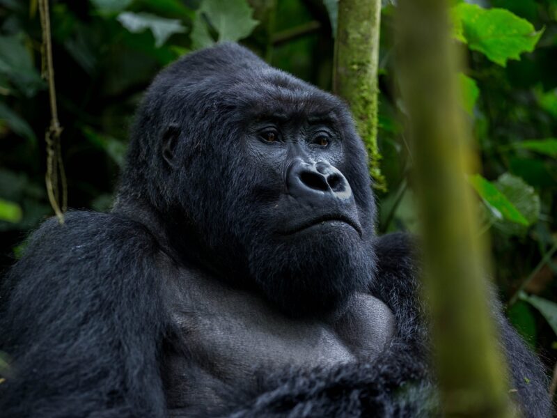 3-Day Rwanda Gorilla Trekking