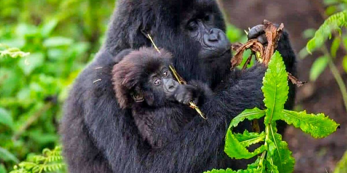 3-Day Bwindi Gorilla Trekking Safari