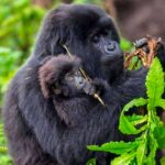 3-Day Bwindi Gorilla Trekking Safari