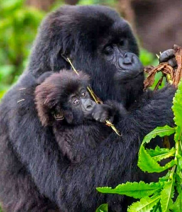 3-Day Bwindi Gorilla Trekking Safari