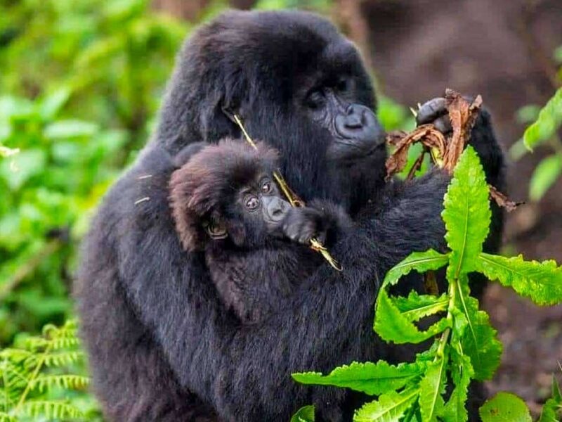 3-Day Bwindi Gorilla Trekking Safari