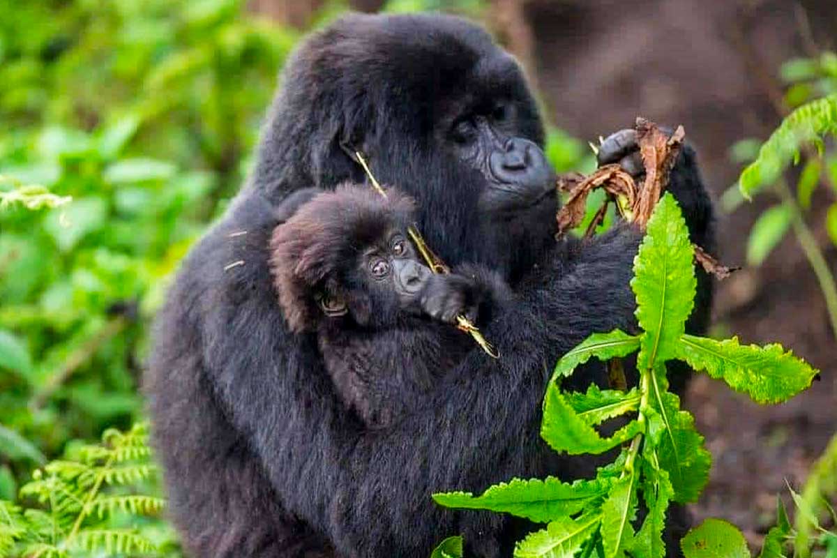 Bwindi Gorilla Trekking Safari