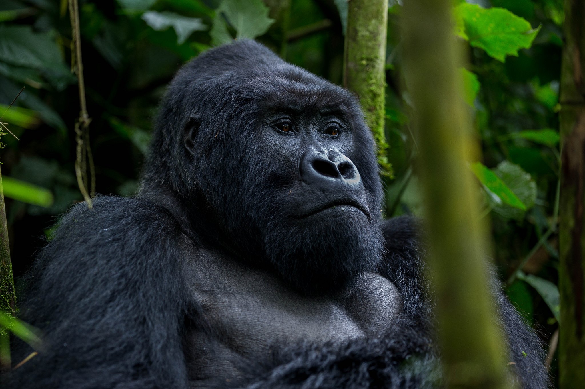 3-Day Rwanda Gorilla Trekking