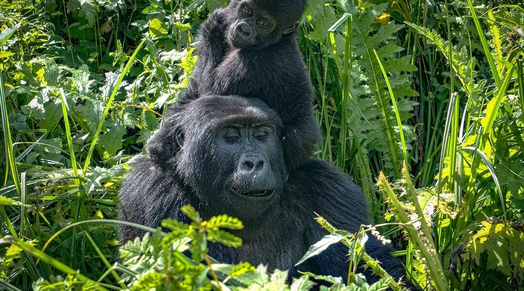 3-Day Bwindi Gorilla Trekking