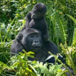 3-Day Bwindi Gorilla Trekking