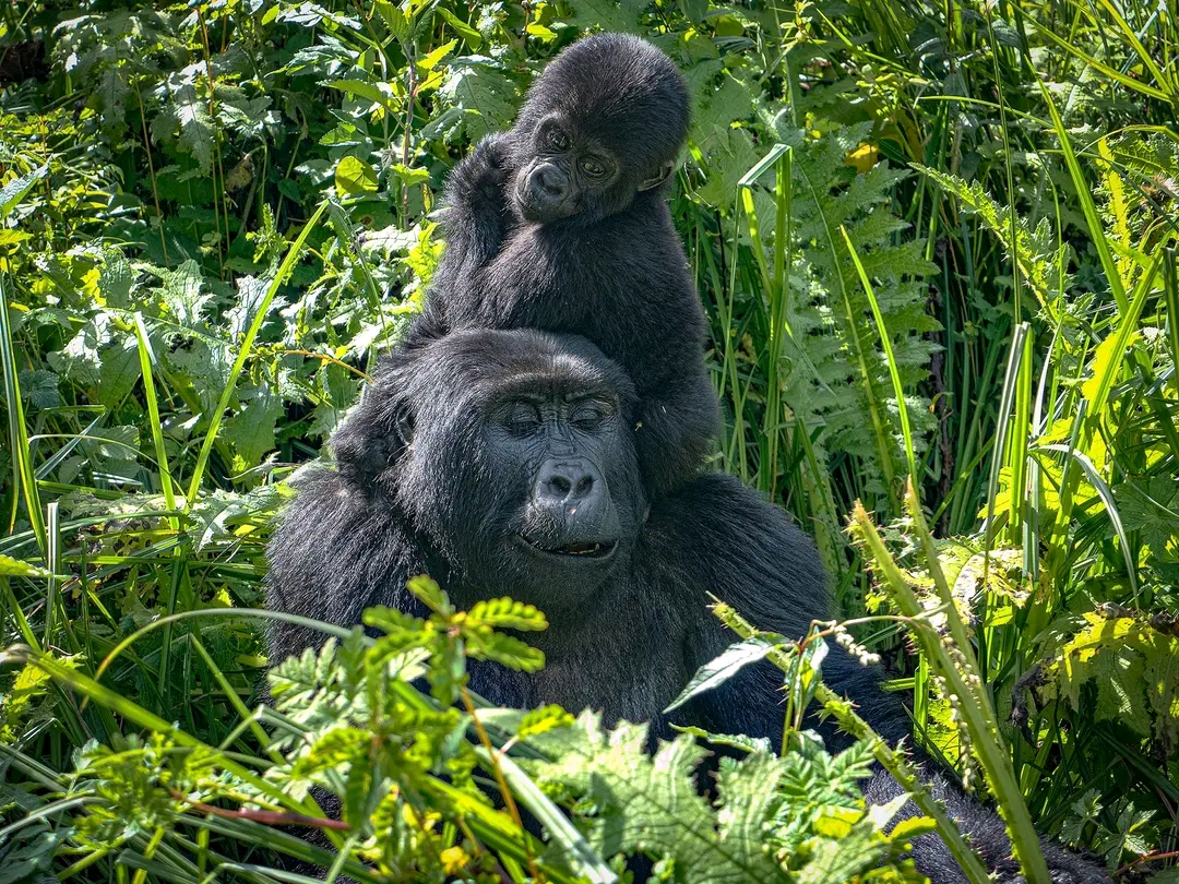 3-Day Bwindi Gorilla Trekking