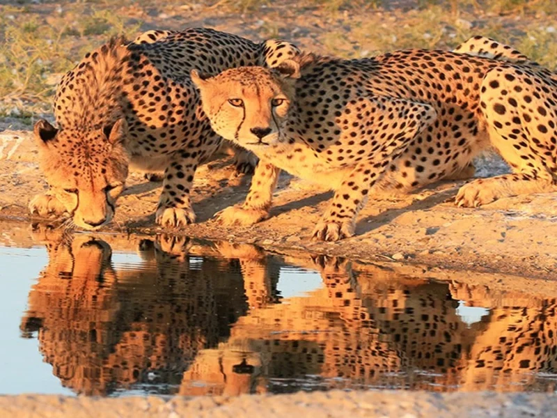 Central Kalahari Game Reserve