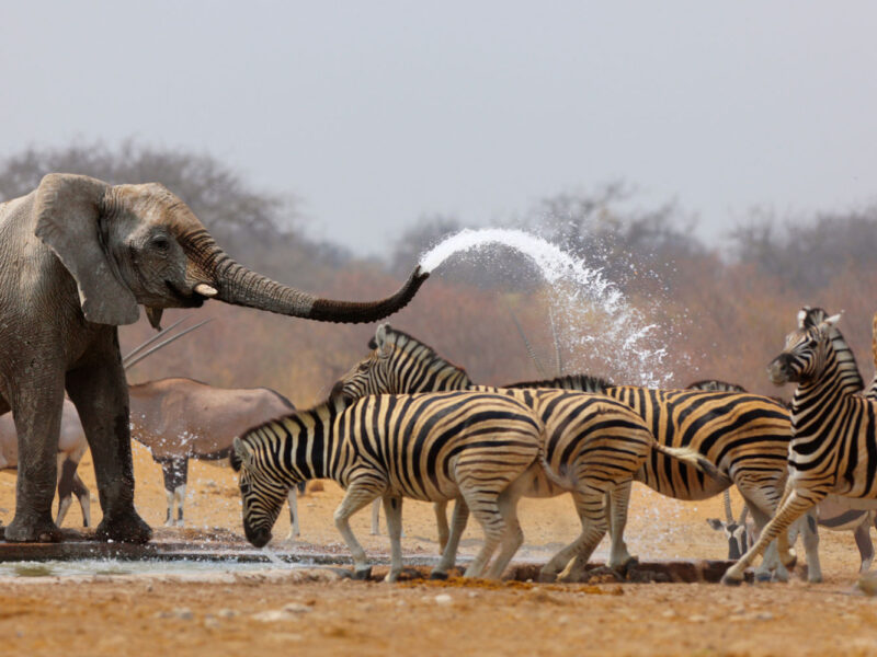 Etosha National Park