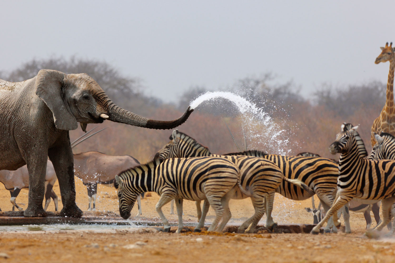 Etosha National Park