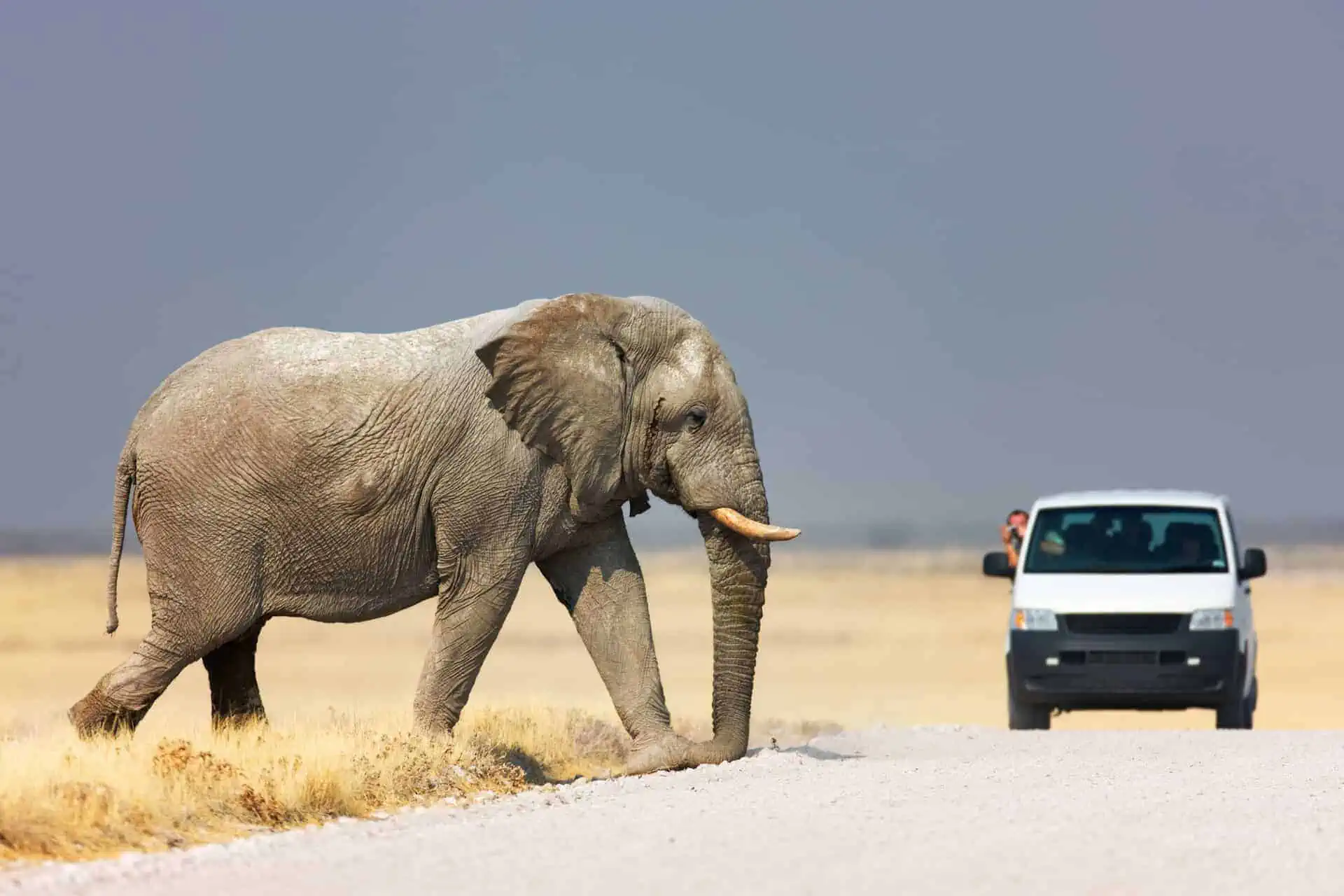 Namibia Desert Safari Experience