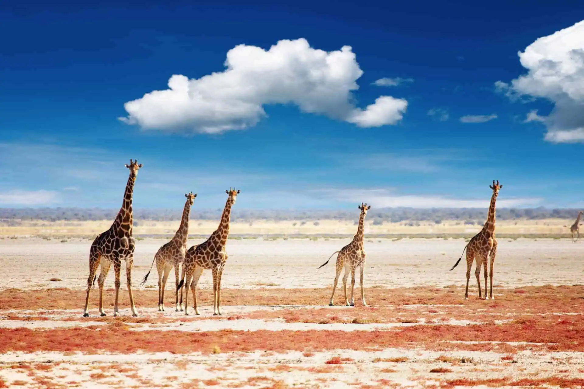 Namibia Desert Safari Experience