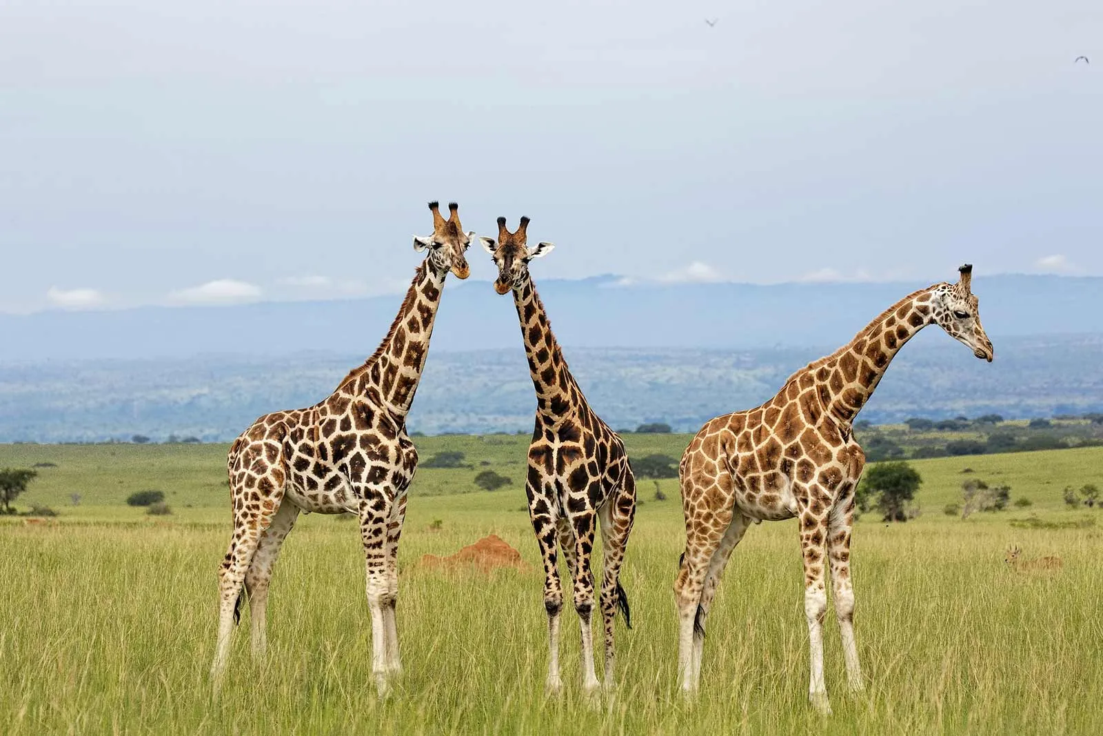 Africa Wildlife Safari Experience