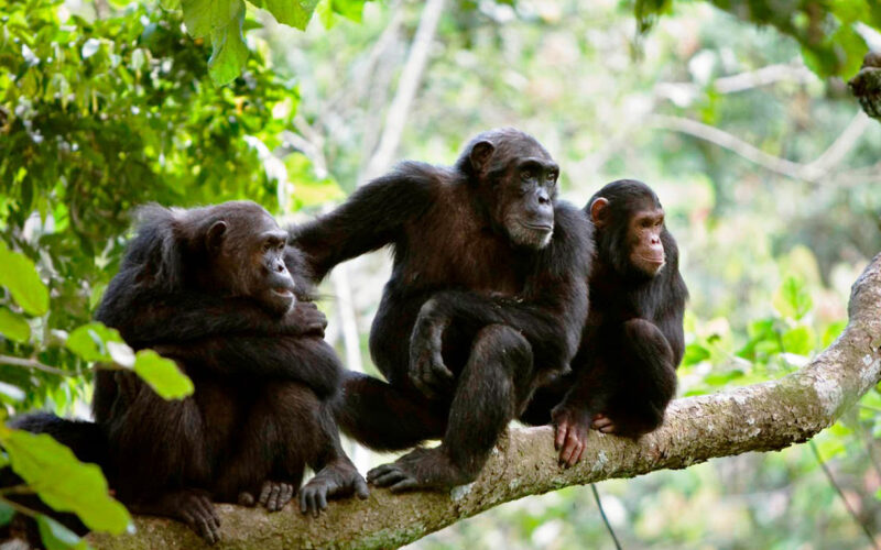 Tanzania Chimpanzee Tracking Experience