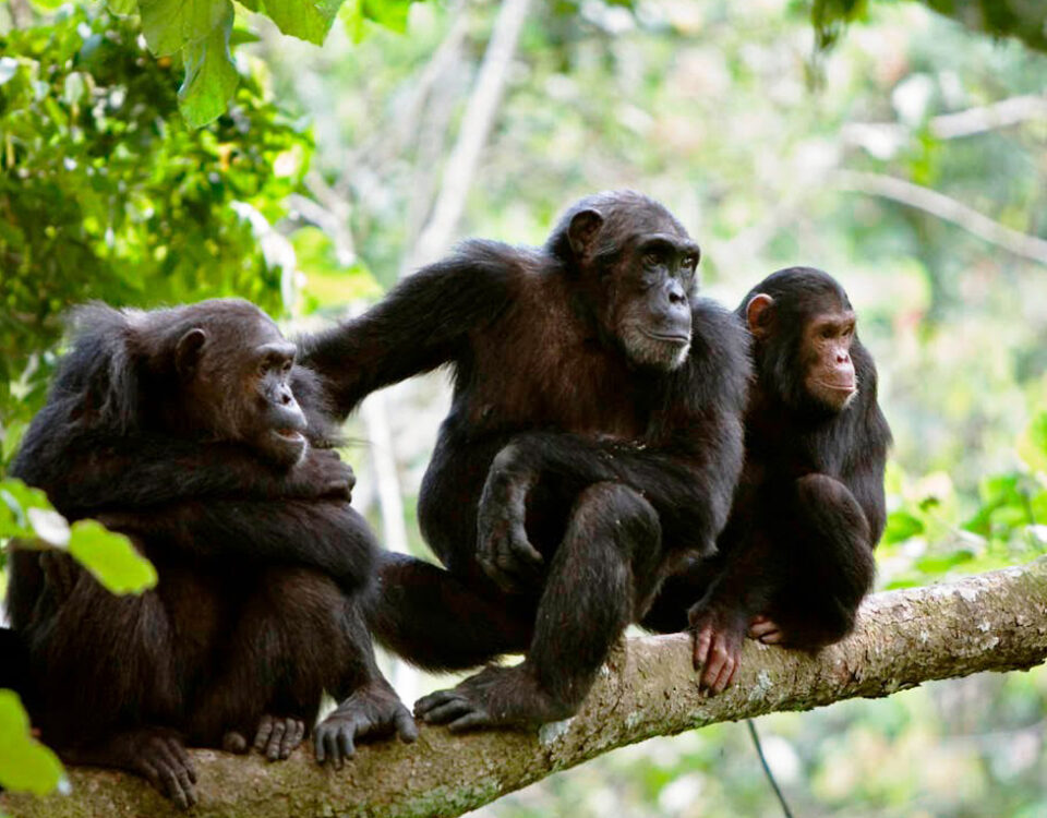 Tanzania Chimpanzee Tracking Experience