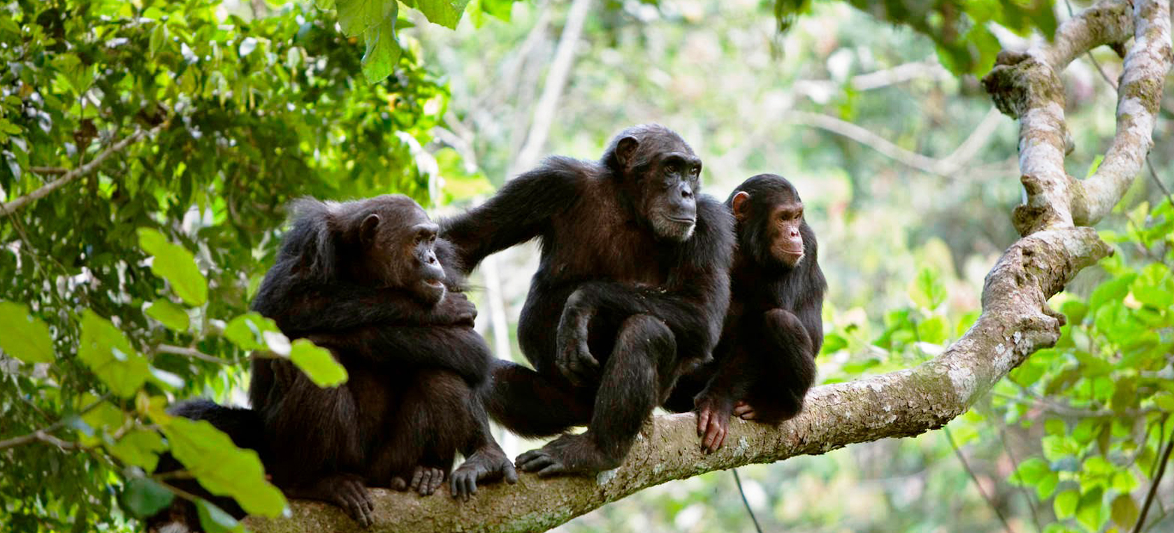 Tanzania Chimpanzee Tracking Experience