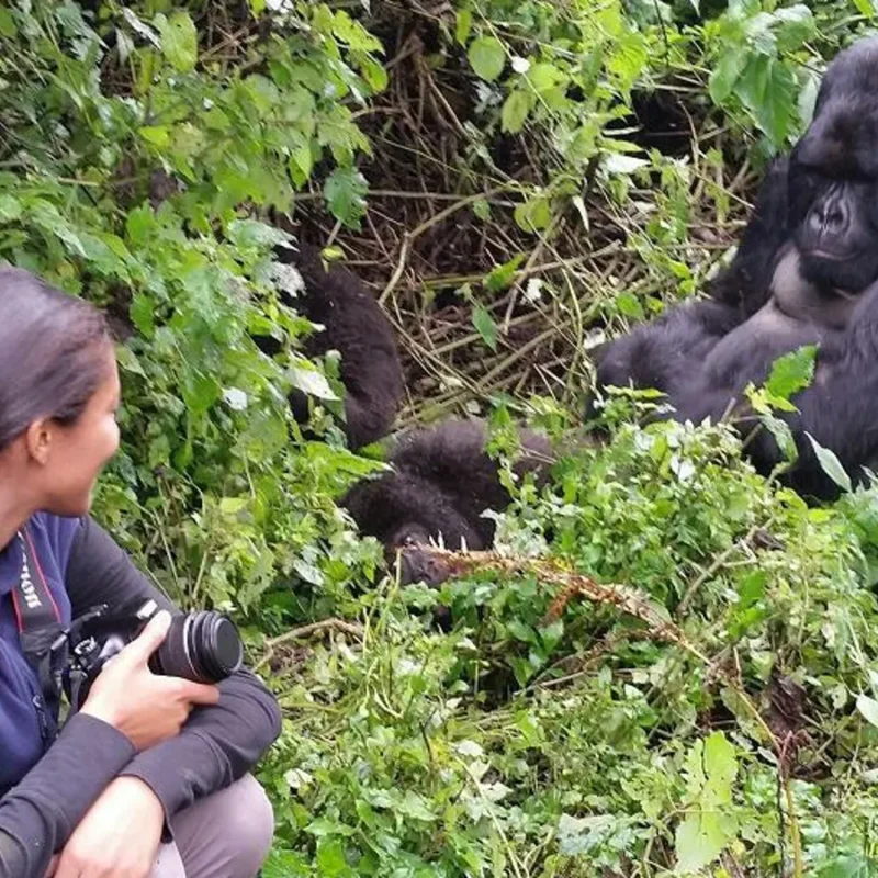 Gorilla Trekking Safari from Masai Mara