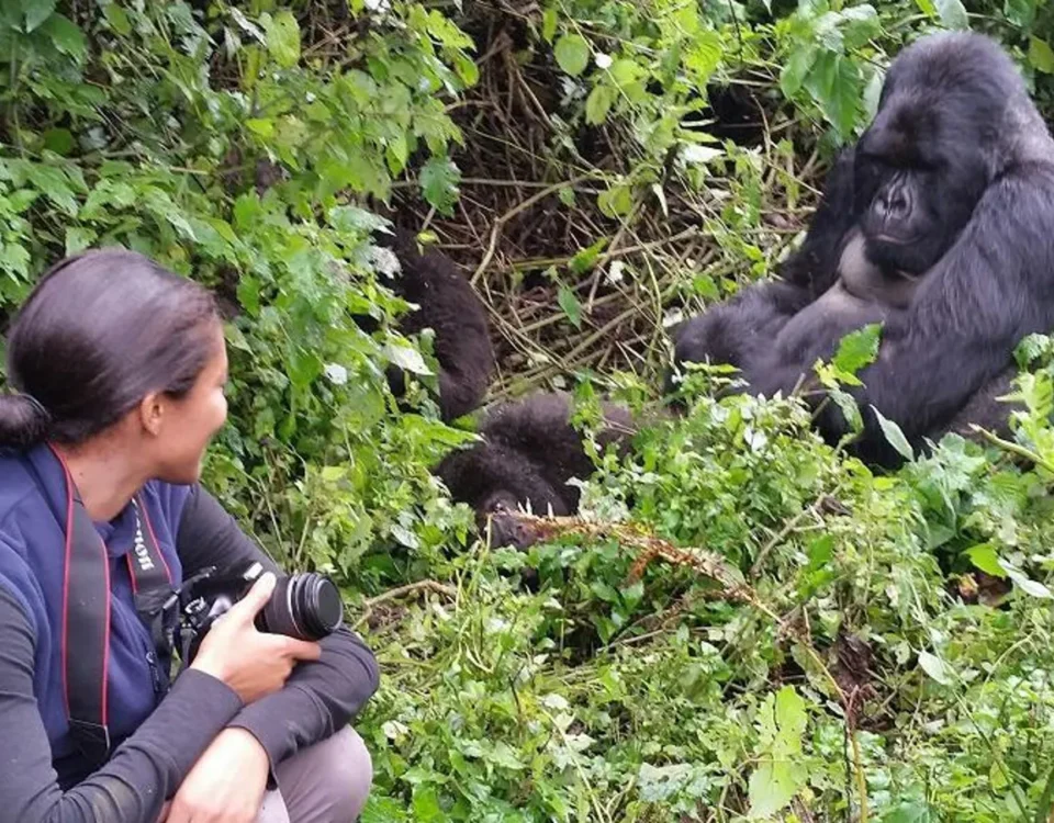 Gorilla Trekking Safari from Masai Mara