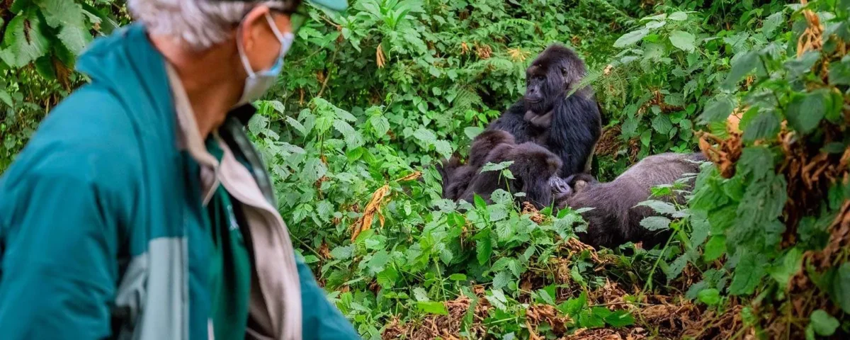 Gorilla Trekking from Chobe