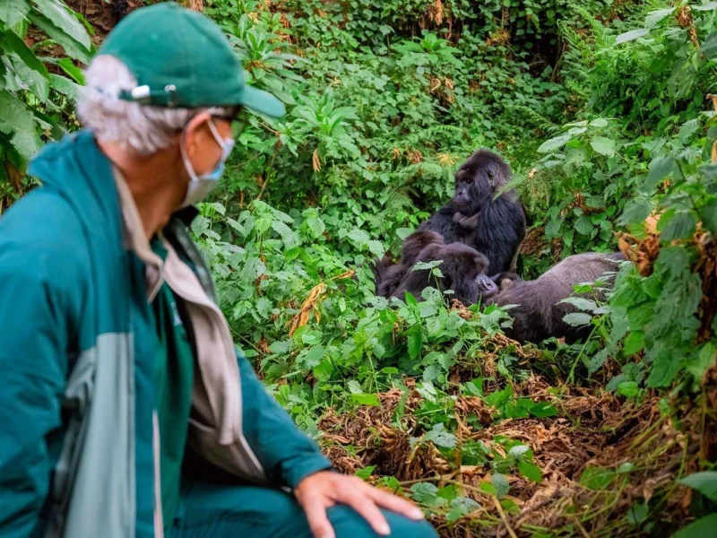 Gorilla Trekking from Chobe