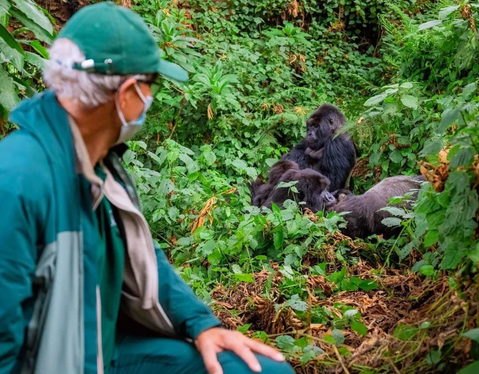 Gorilla Trekking from Chobe