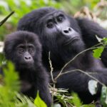 Uganda Gorilla Trekking from Serengeti