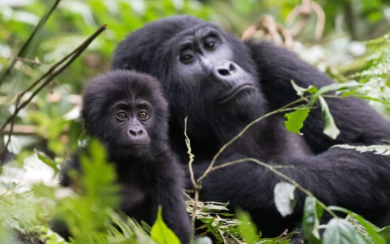 Uganda Gorilla Trekking from Serengeti