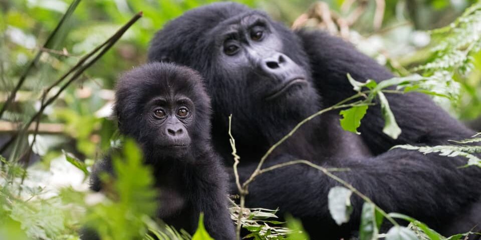 Uganda Gorilla Trekking from Serengeti