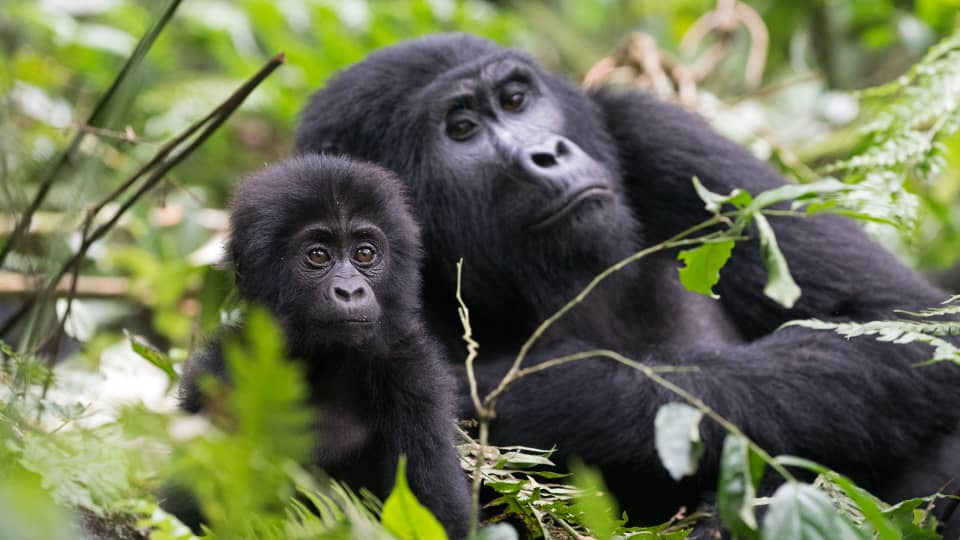 Bwindi Impenetrable Forest National Park