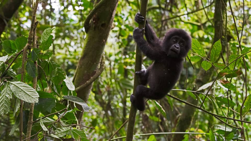 Bwindi Impenetrable Forest National Park