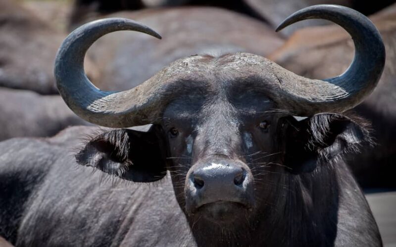 African Cape Buffalo