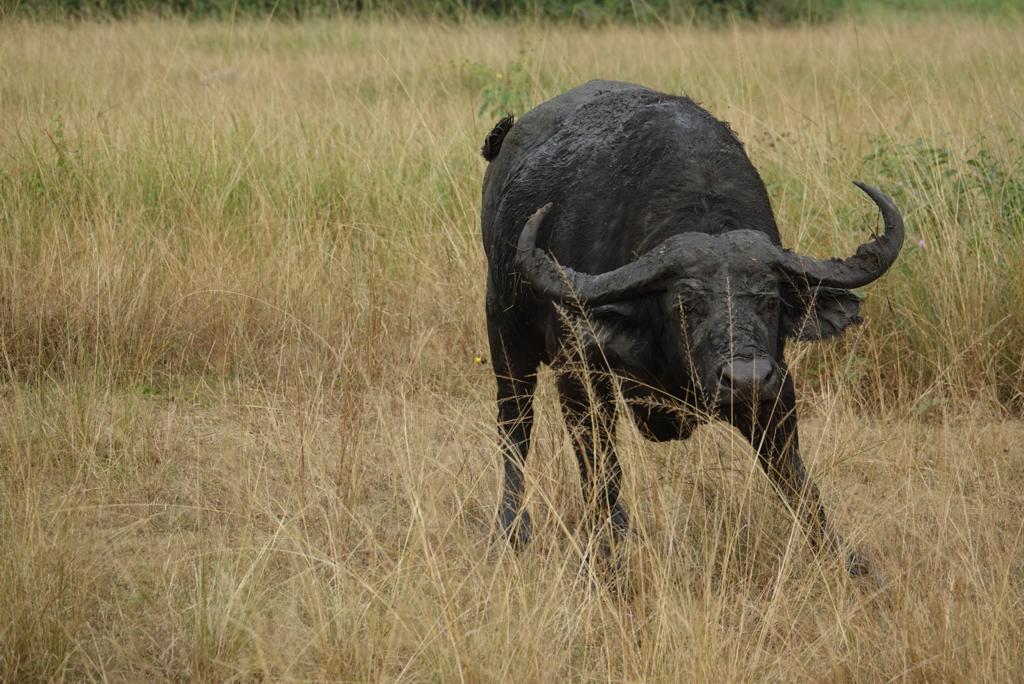 Africa Big5 Safari Experience