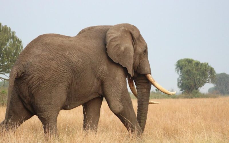 African Bush Elephants