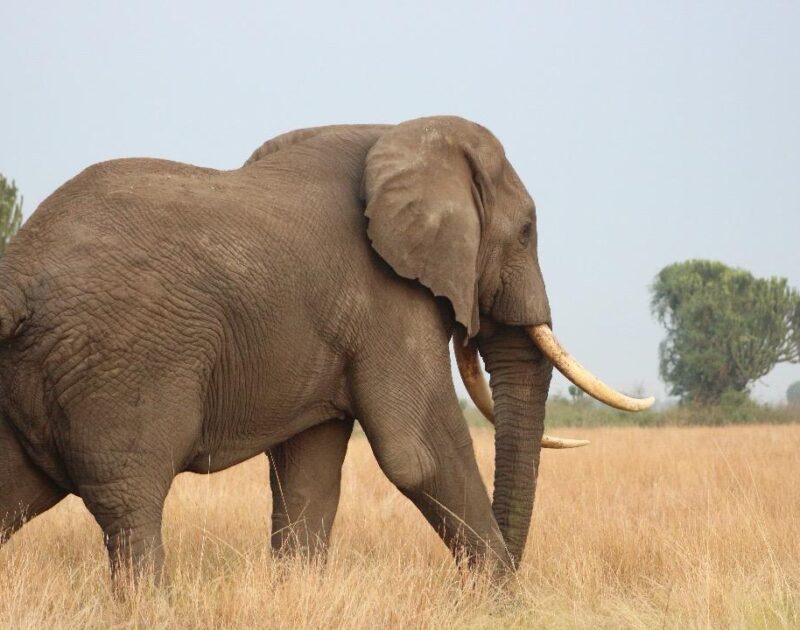 African Bush Elephants