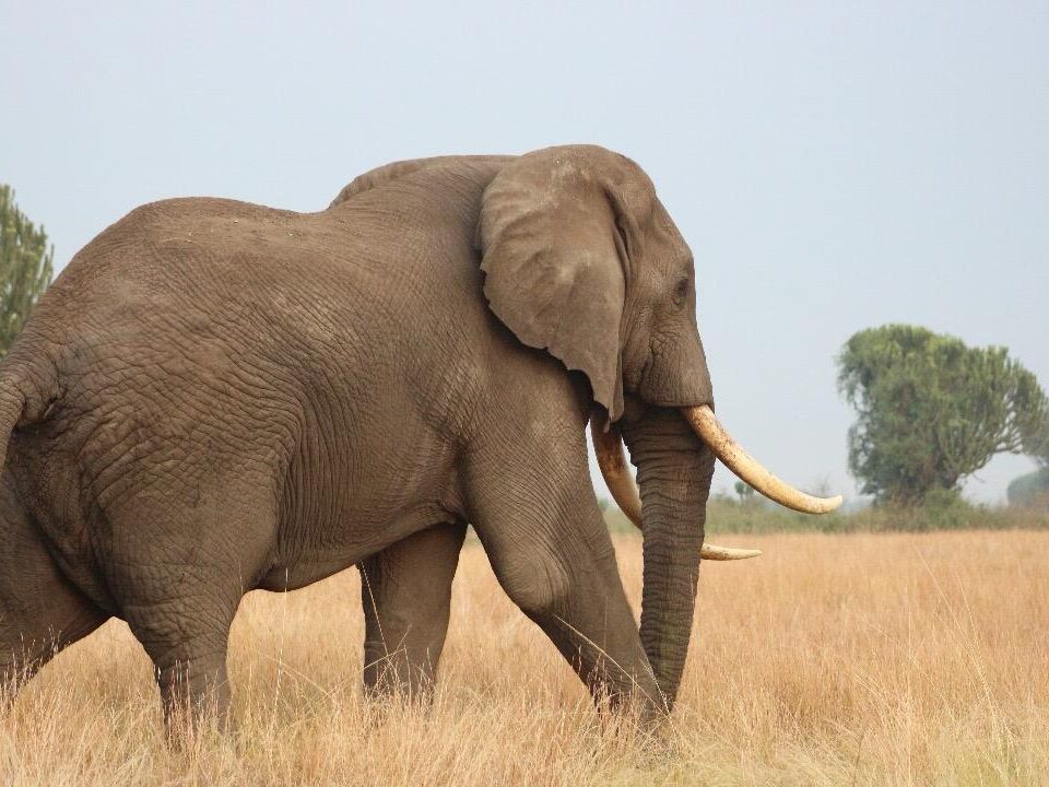 African Bush Elephants