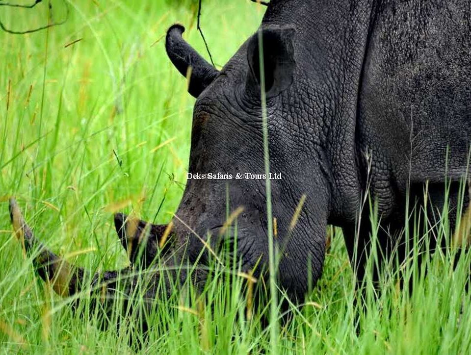 Ziwa Rhino Sanctuary