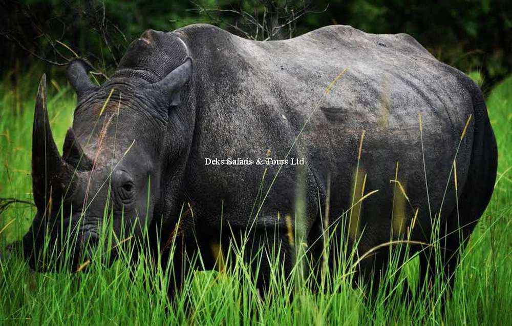 White Rhino Tracking Experience