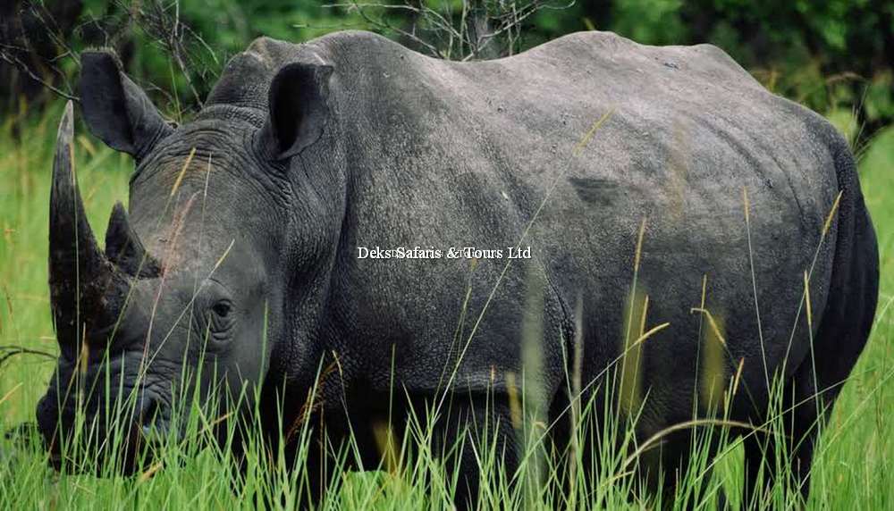 White Rhino Tracking Experience