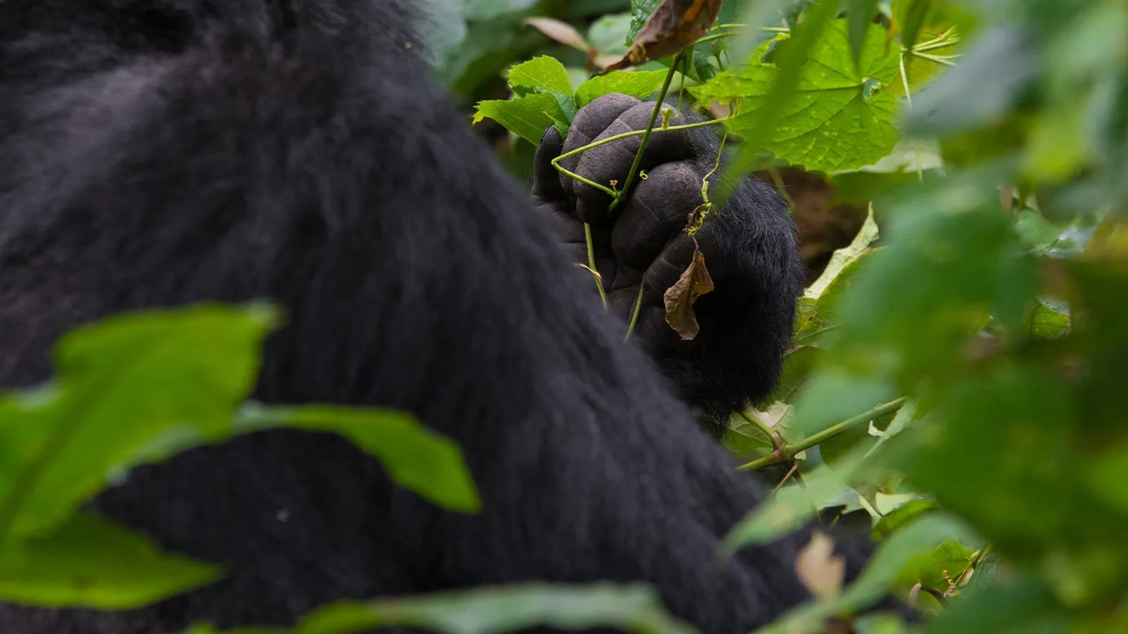 Kahuzi-Biega National Park