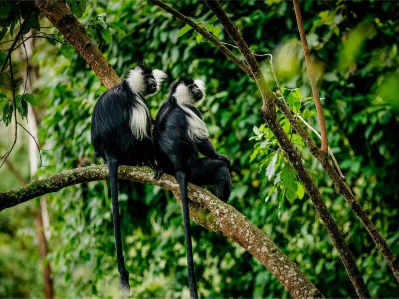 Kibira National Park